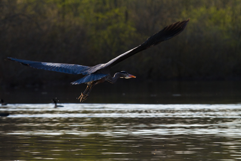 Great Blue Heron In Flight